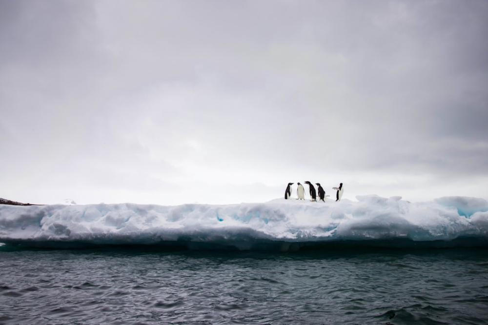 Secrets of Antarctica Tours: Adventure Awaits You!